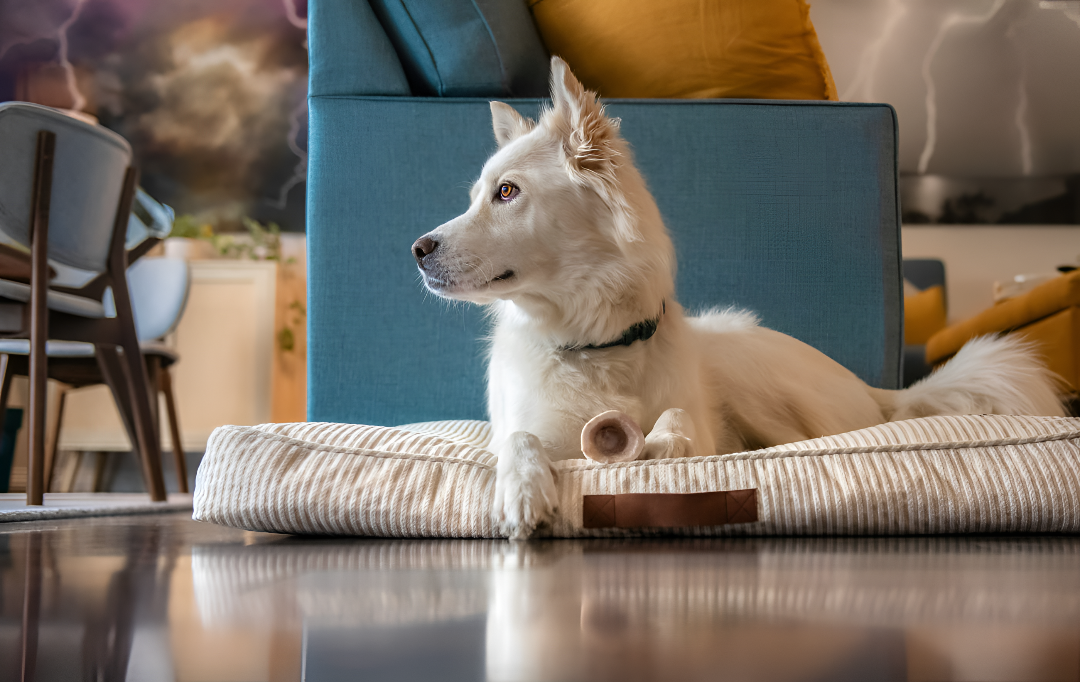 The Importance of Cozy Beds for Pets